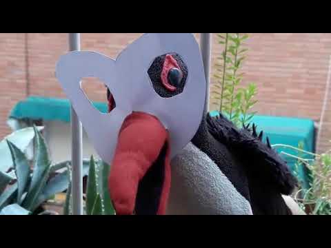 アヴェスター Aver Aves se une al reto de la lechuza #RetoDeLaLechuza