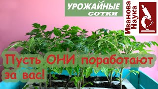 Вам точно понравится! Легкий способ получить компактную рассаду в песке, а еще защититься от засухи!