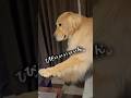 ぴぃぃぃぃぃん #もちごめ兄弟ちゃんねる #大型犬 #ゴールデンレトリバー