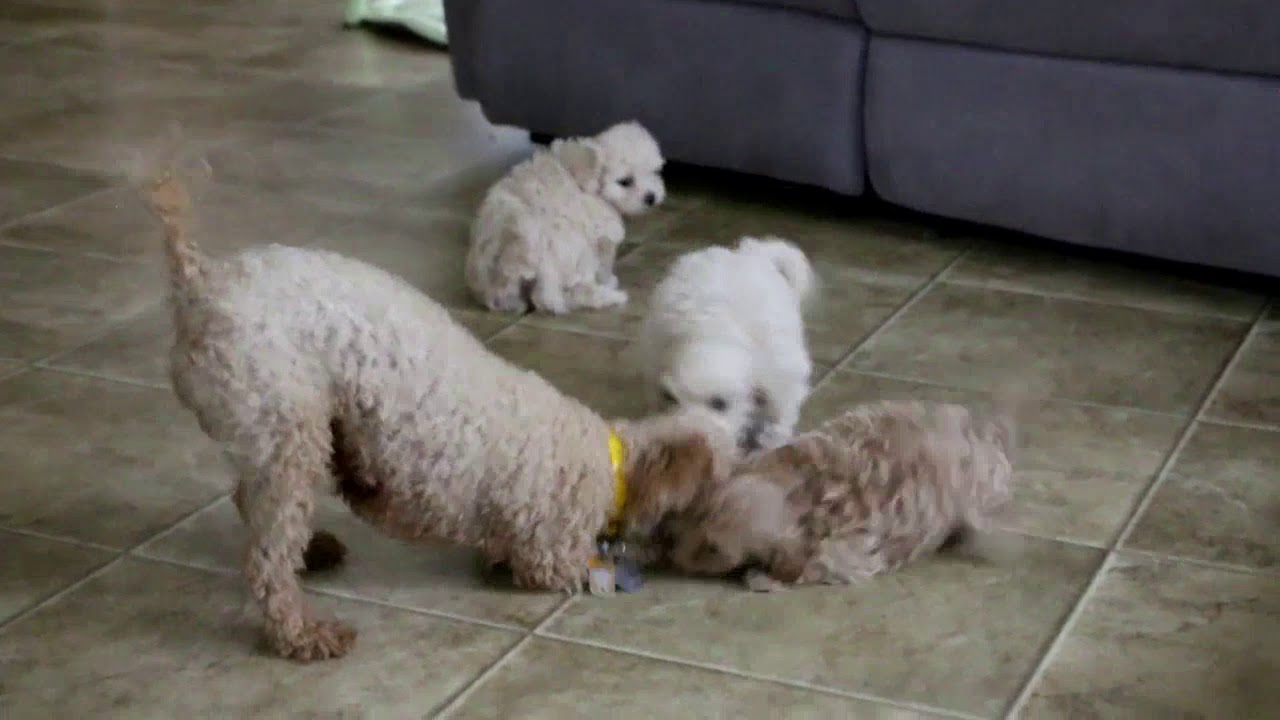 Maltipoo Puppies For Sale - YouTube