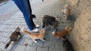 Mom cat and five kittens meowing loudly for food
