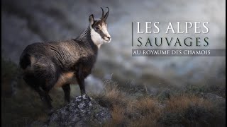 LES ALPES SAUVAGES  au royaume des Chamois