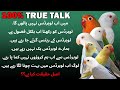 Kiya love birds tabhaobarbad ho gaya hai   ek bar haqeeqat jan layn  aa birds information