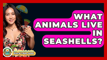 What Animals Live In Seashells? - Beach Tour Guide