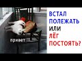 Лютые приколы. ВСТАЛ ПОЛЕЖАТЬ или ЛЁГ ПОСТОЯТЬ? Короче говоря, угарные мемы