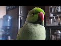 Mummy mummy || talking parrot 😂👍👍