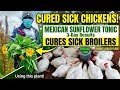 “How I Cured Sick Broiler Chickens Using Mexican Sunflower (3-Day Results)”