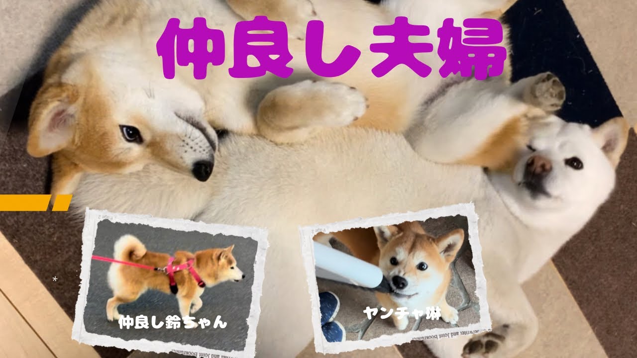 仲良し夫婦#鈴ちゃん#柴犬＃白柴＃赤柴＃ご飯#散歩＃ヤンチャガール ＃多頭飼い＃犬のいる生活＃癒し＃可愛い#楽しい1日#8ヶ月＃5才＃鬼嫁＃優夫#犬バカ#掃除