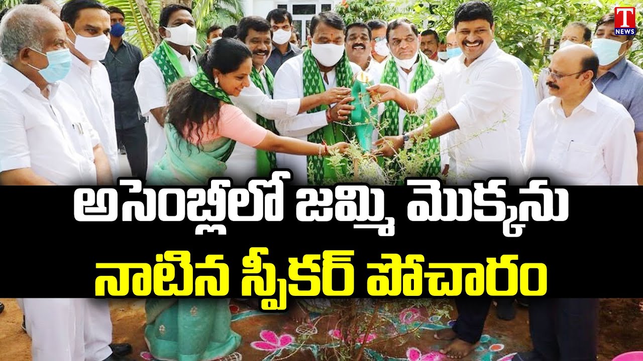 Speaker Pocharam Srinivas Plants Jammi Chettu In Assembly | Green ...