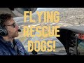Using my pilot&#39;s license for the doggos