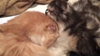 Persian cats grooming each other by NJ family 258 views 7 years ago 1 minute, 7 seconds