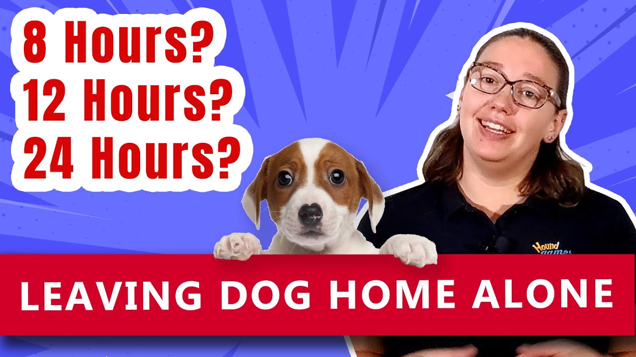 Leaving Dog Home Alone: 8, 12, 24 Hours