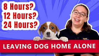 Leaving Dog Home Alone: 8, 12, 24 Hours