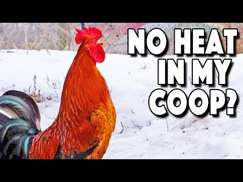 How To Keep Chickens Warm | Do Chickens Need A Heater In The Winter?