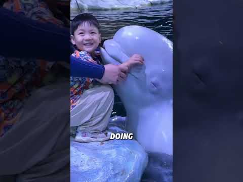 Why Beluga Whales Like To Scare Children Animals Funnyanimal Cute Funny Belugawhale