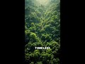 Lost City of the Amazon: A Discovery of Timeless Treasures