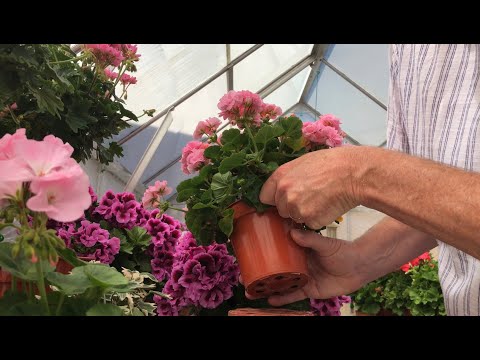 Video: Zonal Pelargonium: perihalan jenis, foto, penanaman dan penjagaan