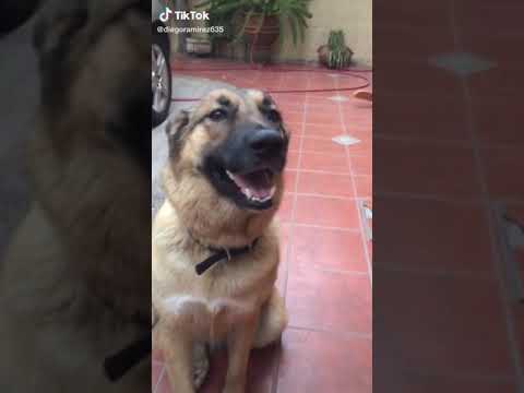 Get The Fuck Outta Here Dog Meme 