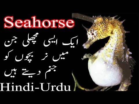 Seahorse information, Strange seahorse reproduction behaviour