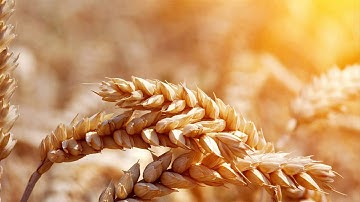 آيات الإنفاق بصوت القارئ م أسامة الصافي