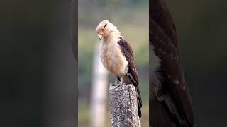 Yellow-headed Caracara Sound #shorts