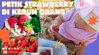 PETIK STRAWBERRY BARENG KAKA || BUAHNYA DI BEJEK&#39;IN SAMA HEIDI