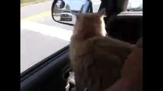 Jasper on his way home
