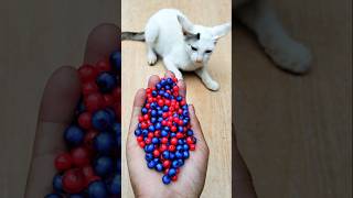 Funny Cat Reverse ASMR Fun#shorts #cat #adorablecat #satisfyingvideo #trendingshorts