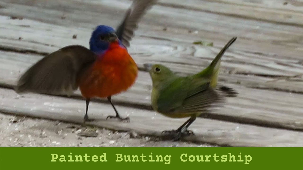 Painted Bunting Courtship Dance YouTube