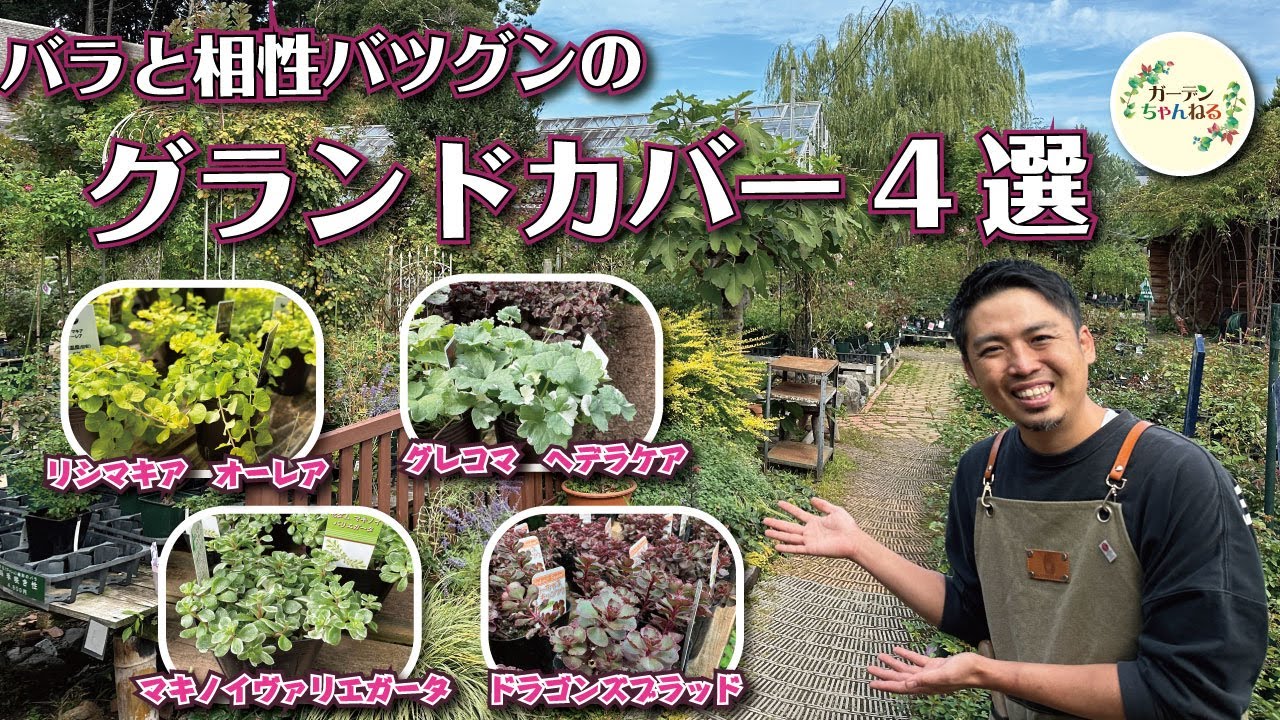 相性抜群！バラに合うグランドカバー紹介します！