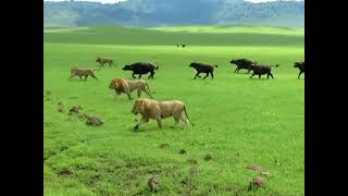 Buffaloes rebel against lions. Буйволы бунтуют.  #camış #şir #buffalo #lion #буйвол #лев