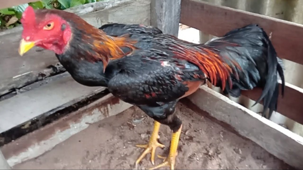 NOVIDADES NOVA NA COXEIRA DAVID GALISTA #galinha#vidanaroça #galomurabrasileiro 