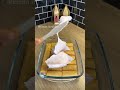 حلا بعد التراويح