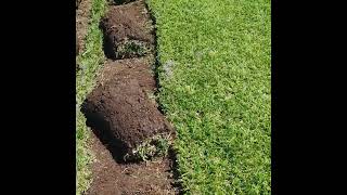 Buy LM Grass – Soft Shade Lawn Grass for Sale in Gauteng #LMGrass #InstantLawn #FineLinesLandscaping screenshot 3