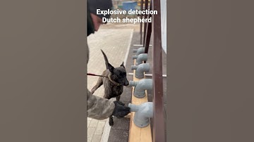 Explosive detection #dog #malinois #explosive #k9dogs