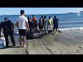 Meksika'da onlarca balina kıyıya vurdu