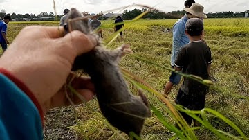 CẬN CẢNH Cắt Lúa Bắt Chuột Rắn RẤT VUI Ở Miền Tây l Cut rice to catch mice and snake #TríKhoachannel