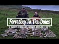 Ferreting In The Dales - 18 Rabbits Removed