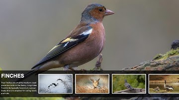 PowerPoint Image Carousel Animation Tutorial - Create Stunning Slideshow Effect in 4 Minutes