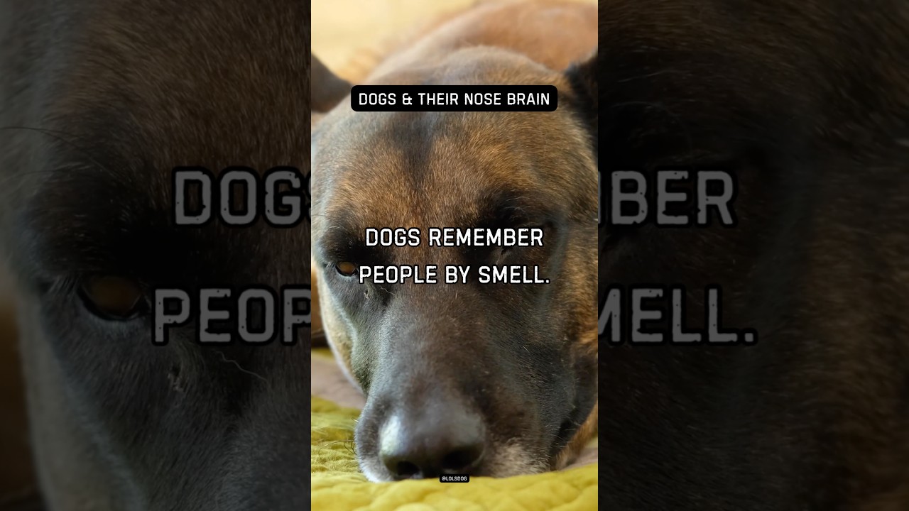 Dogs remember people by smell. Faces are optional.