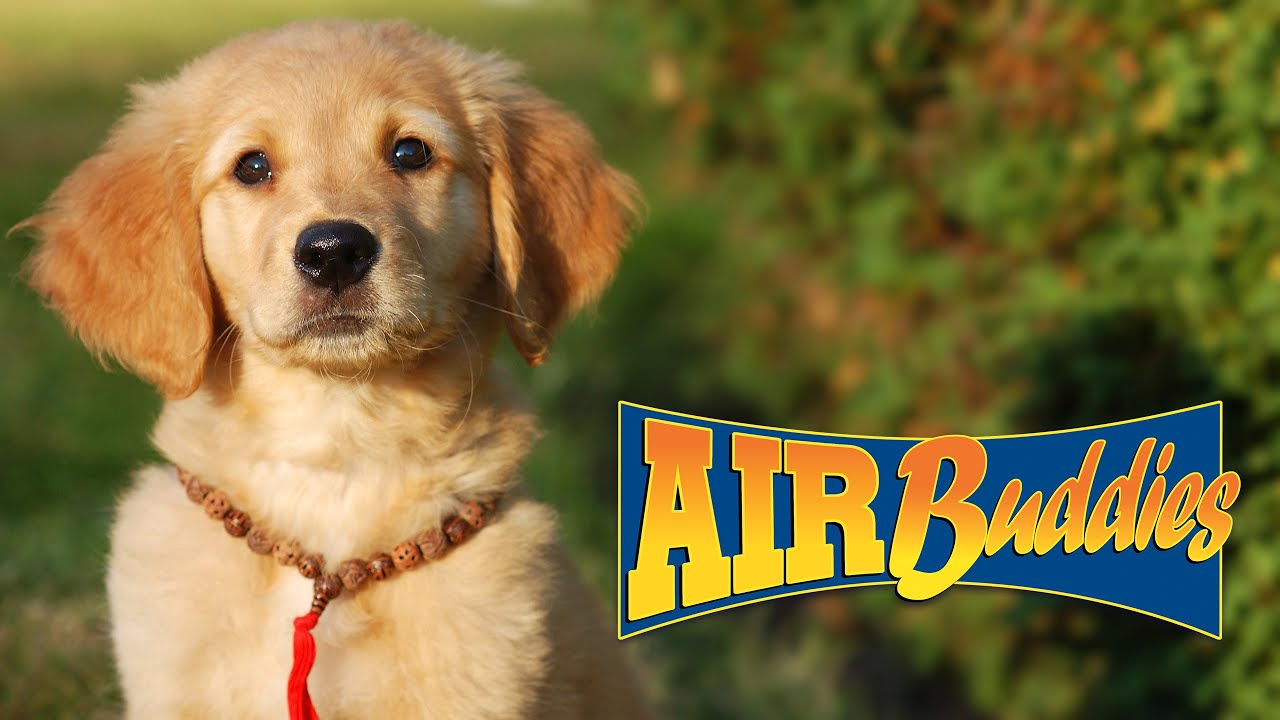 AIR BUDDIES   French Film Complet