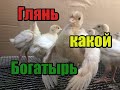 Пропойка индюшат🐣! Почему порода лучше кроссов🦃! Совет для начинающих👱 заводчиков! Биг-6 или хайбрид