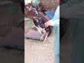 Aseel murga short video viral video