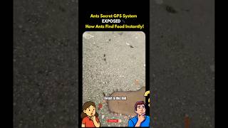 Ants Have Their Own Internet? Natures Smartest System