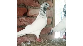 #homing pigeons for beginners/ #pigeonslover #highflyerpigeons #shorts