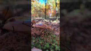 Маслята — як усмішка природи  #mushroom #грибочки #nature