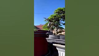 Koleksi sultan bali, bonsai santigi koleksi kolektor owner Putra Wijaya Bali