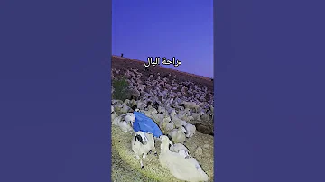 ومن يتقي الله يجعل له مخرجا علي جابر قرآن الله اكبر Shorts 