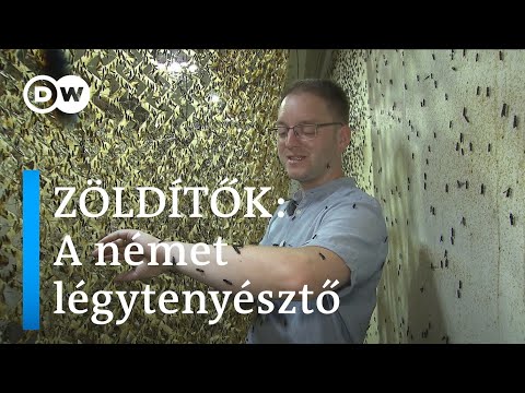 Videó: Légytenyésztés: szaporítószervek, tojásrakás, lárvafejlődés és életciklus