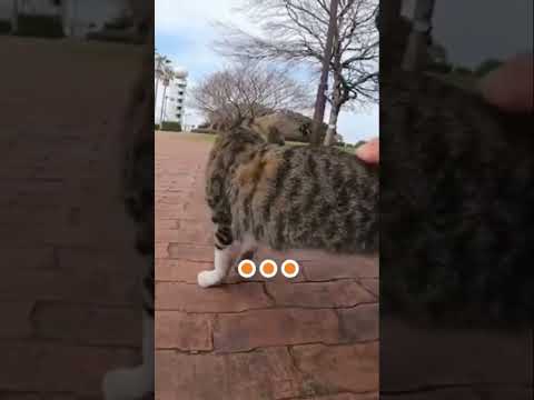 とてもおしゃべりな猫さん#shorts
